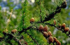 Карагайская лиственница – одна из претендентов на звание главного дерева страны