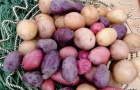 Осенний праздник «Ах картошка, картошка!»