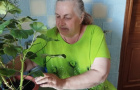 Для глаз и для души отрада