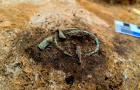 На детском кладбище Синташты нашли череп козла