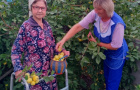 "И в садах, и в огороде, и в лесу, и у воды, приготовила природа всевозможные плоды"