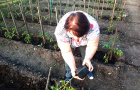 Россельхозцентр Варны знает все о способах высадки томатов